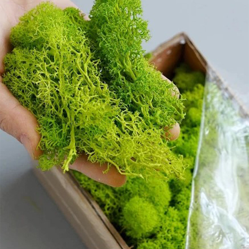 Sphagnum Moss Dry - Artificial Green Plants Eternal Life Moss