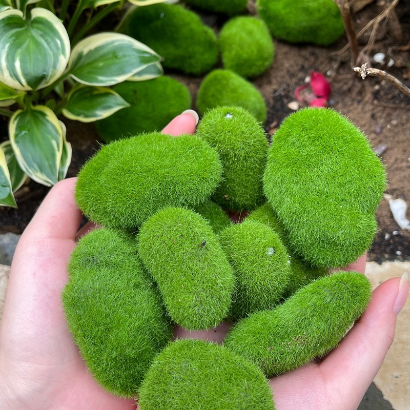 5/30pcs Simulation Moss Stone  - đánh giá và giá Sphagnum Moss Dry