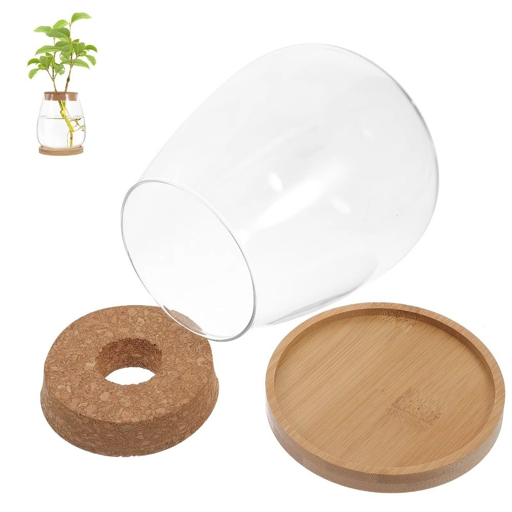 Transparent Hydroponic Flowerp - đánh giá và giá Propagation Station Vase