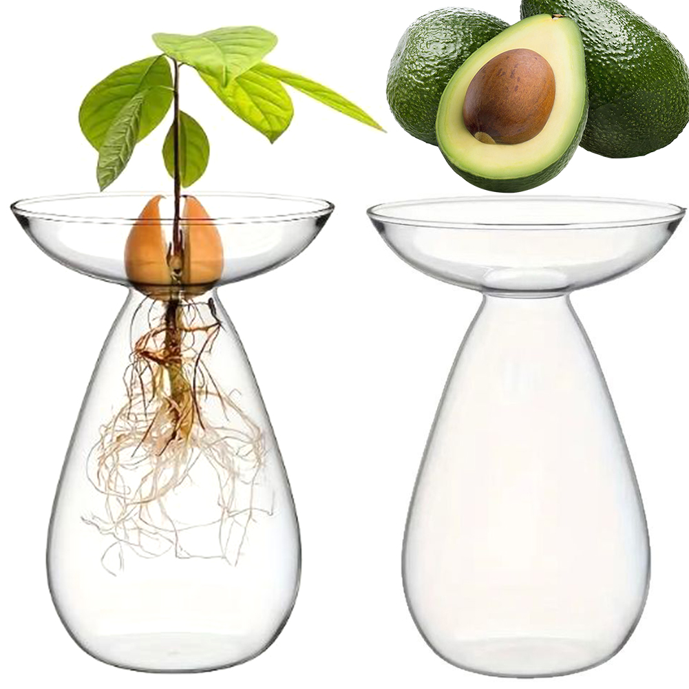 Avocado Seed Starter Hydroponi - đánh giá và giá Propagation Station Vase