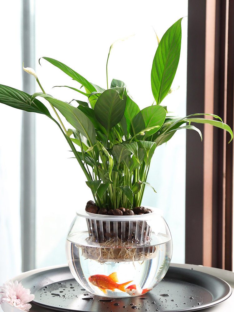 Hydroponic Glass Vase Glass Gr - đánh giá và giá Propagation Station Vase